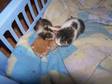 KITTENS FOR sale- i have 3 cute adorable kittens for....