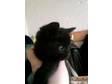 2 gorgeous playfull female kittens need a home. 2....