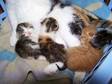 KITTENS FOR sale- These 3 cute adorable kittens were....