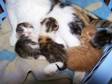 KITTENS FOR sale 3 gorgeous kittens born 11th october....