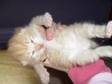Kittens for Sale!! Various Colours & Prices Males &....