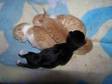 KITTENS FOR sale- These 4 beautiful kittens were born....