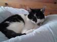 BLACK AND WHITE FEMALE CAT Mia is 2 and a half years....