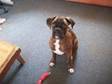 BOXER HERE im selling a female boxer puppy shes 6 months....