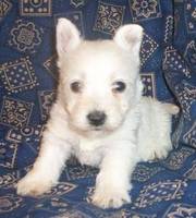 Kc Registered West Highland Terrier Puppies For Beautiful Homes