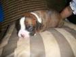 Boxer Puppies;  Pedigree Boxer's Kc Registered, 6....