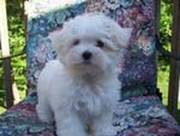 Beautif Tiny Maltese Puppies