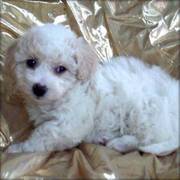 cute and lovely bichon frise puppies for adoption