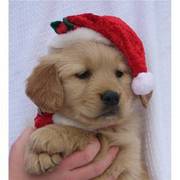 golden retriver puppies available for new home
