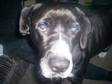 Missing/Lost-10 Yr Old,  Labrador Cross, Large Black with....