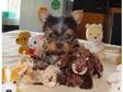 Love cute yorkie puppy for lovely family. princess is a....