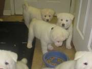 Akita Puppies Ready For New Homes