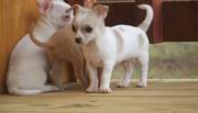 jaminelarry@gmail.com Gorgeous and adorable chihuahua puppies