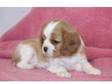 friendly babyCavalier King Charles Spaniel puppy for....