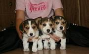 Good Looking Beagle Puppies For Adorable Homes