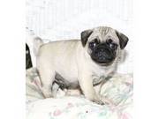 joelmanfred@yahoo.com Outstanding home trained pug puppies available