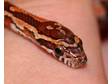 Baby corn snakes,  het for Anery and Amel if you breed, ....