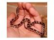 Baby Corn snales. Baby Corn snakes,  six months old,  hand....