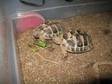 HERMANNS TORTOISE;  Two one year old siblings. Captive....