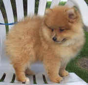 outstanding home trained Pomeranian puppies for sale