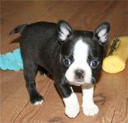 Intelligent Boston Terrier puppies for sale